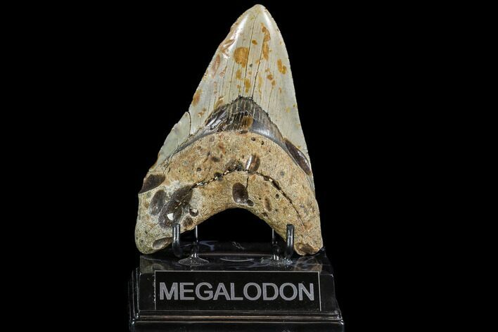 Large, Fossil Megalodon Tooth - North Carolina #108879